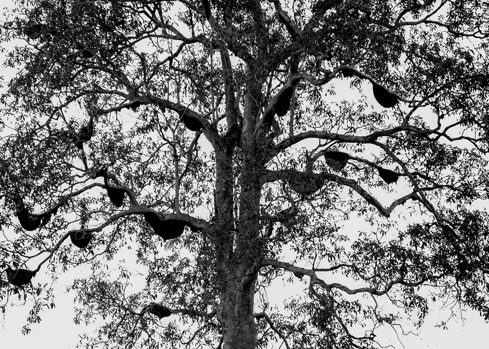 My Journey With Trees: Fascinating Photo Series By Dakshina Murthy